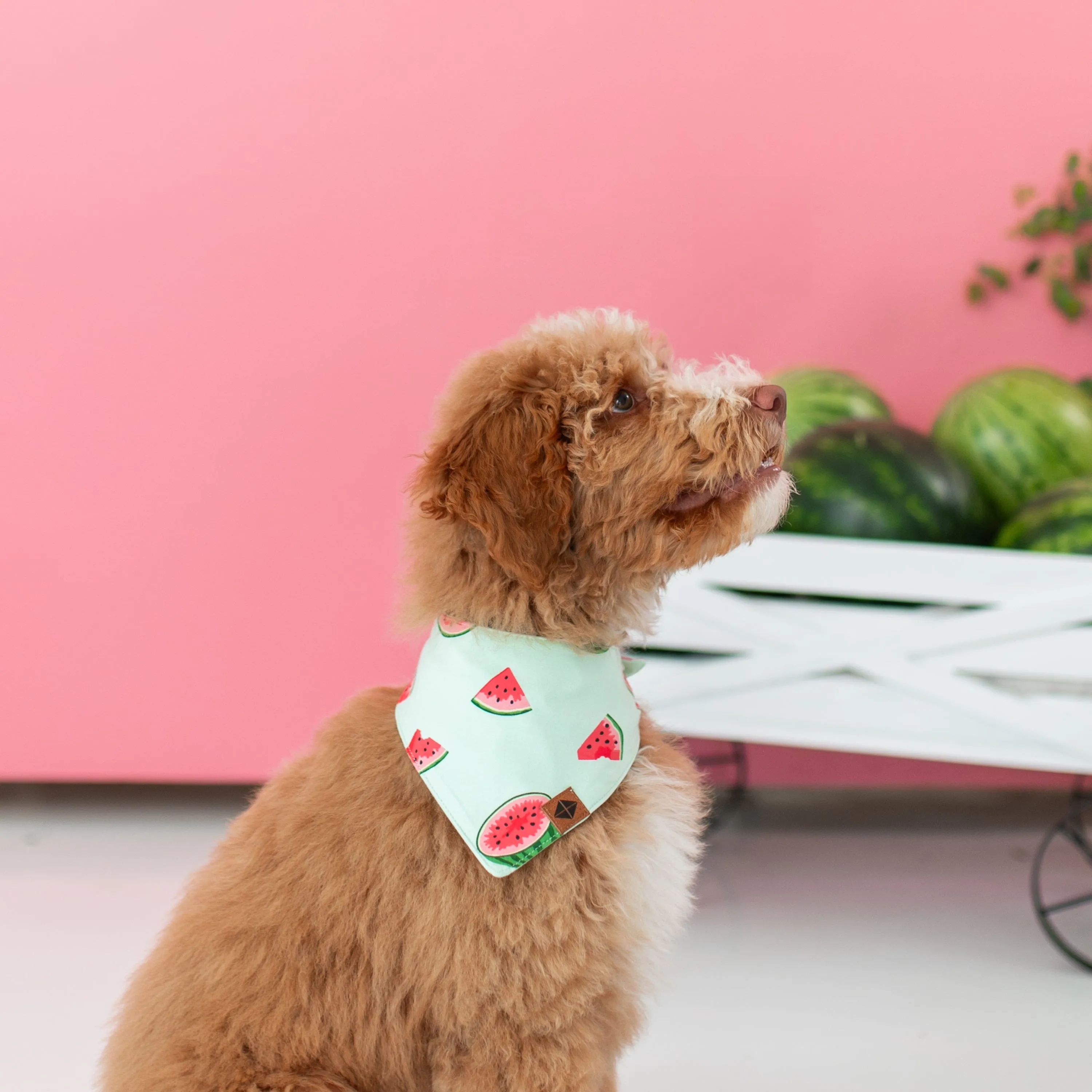 Dog Bandana in Watermelon